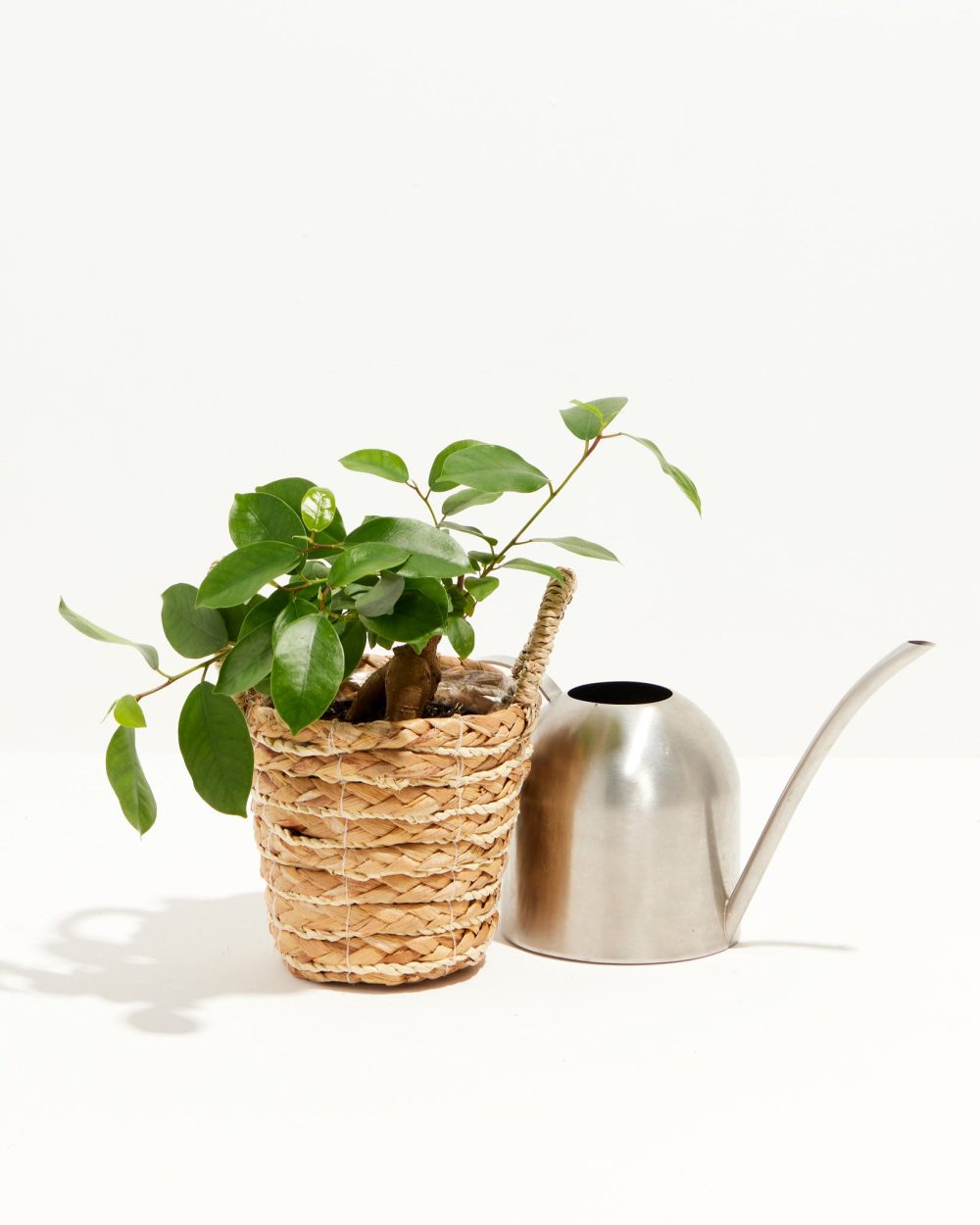 Ficus Benjamina Midnight Braid - Image 13