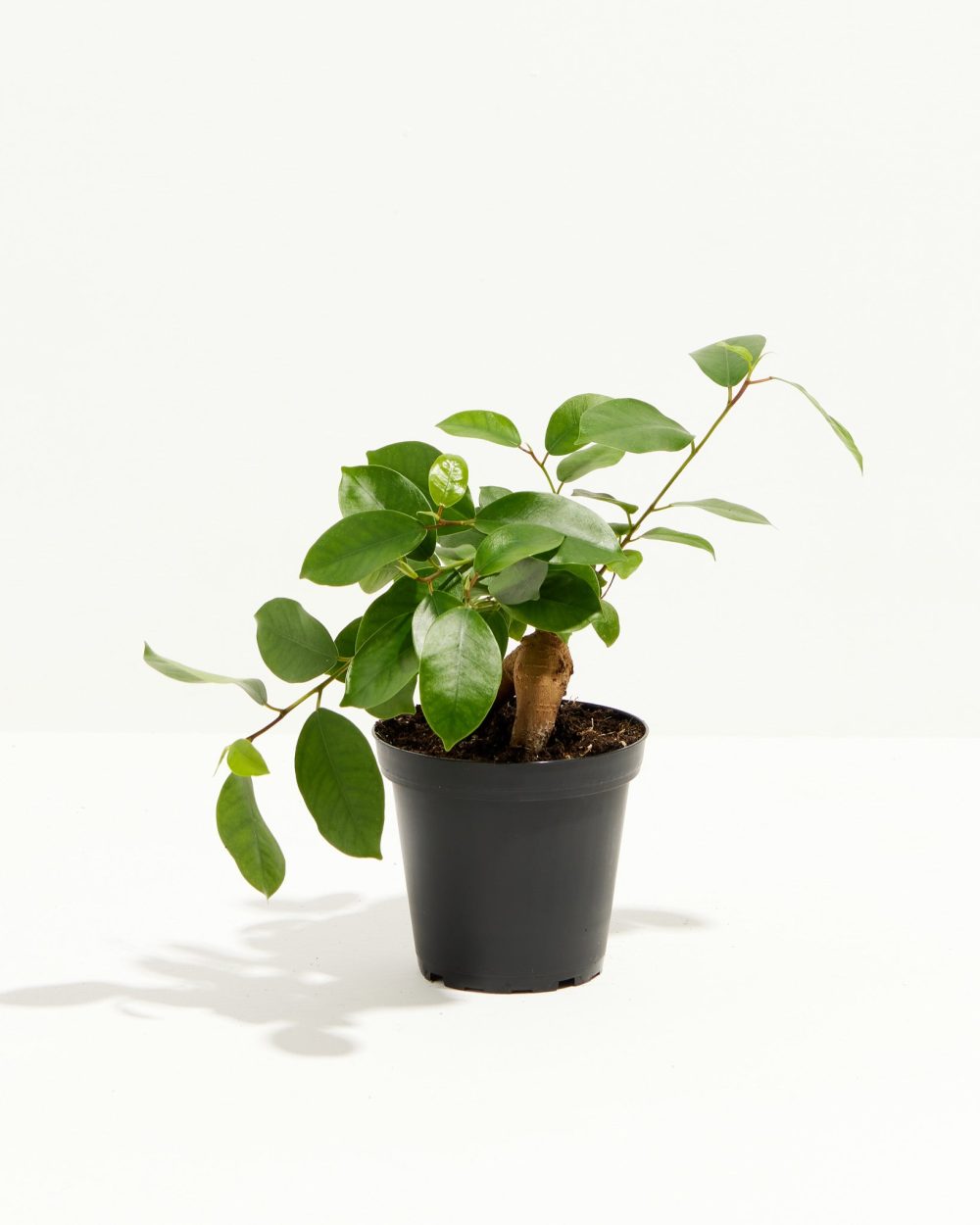 Ficus Benjamina Midnight Braid - Image 12