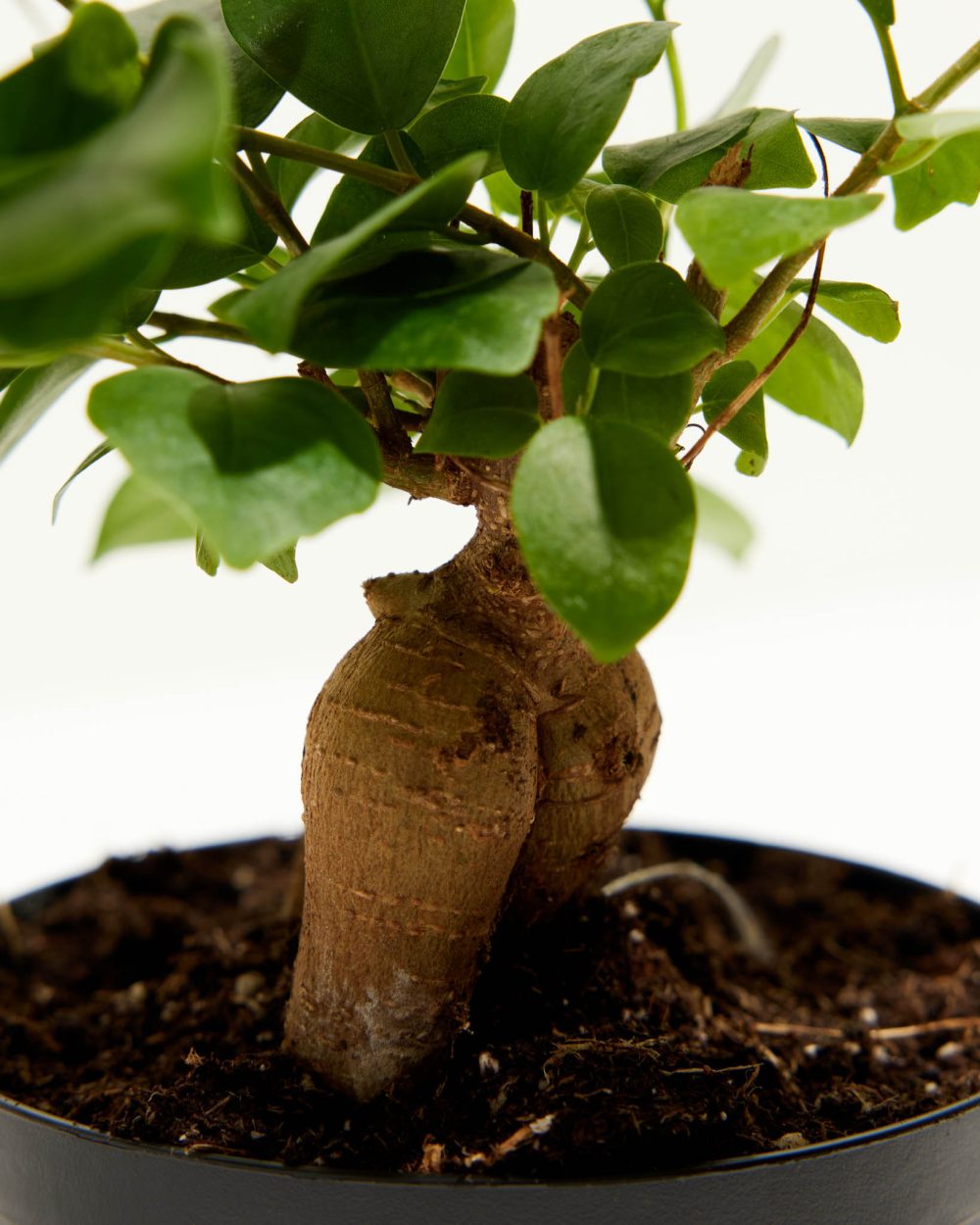 Ficus Benjamina Midnight Braid - Image 10
