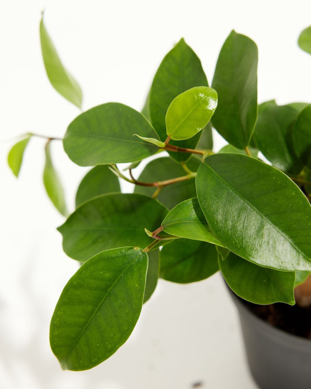 Ficus Benjamina Midnight Braid - Image 11