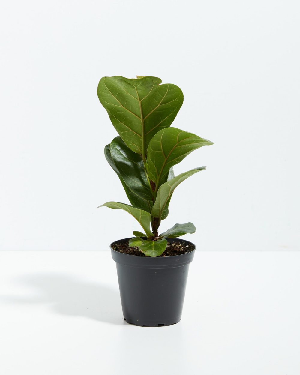Fiddle Leaf Fig Tree (Ficus Lyrata) - Image 4