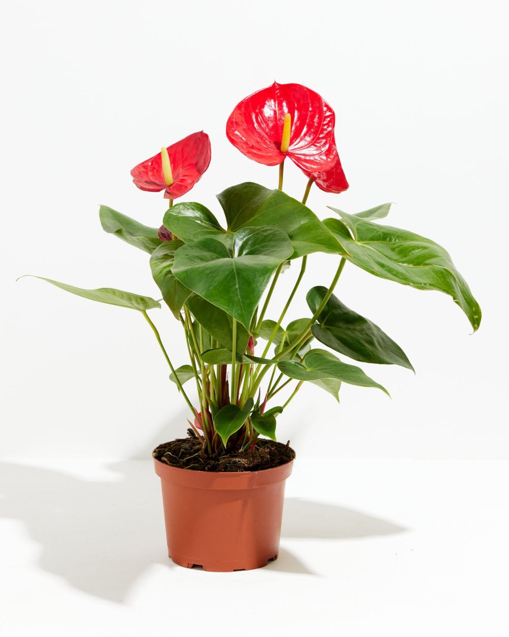 Flamingo Flower - Image 10