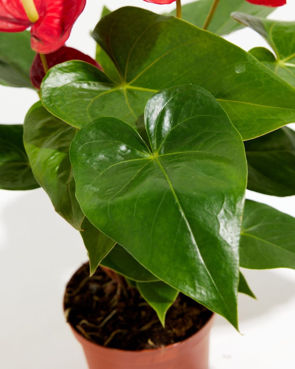 Flamingo Flower - Image 8
