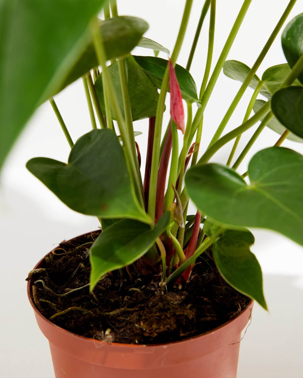 Flamingo Flower - Image 9