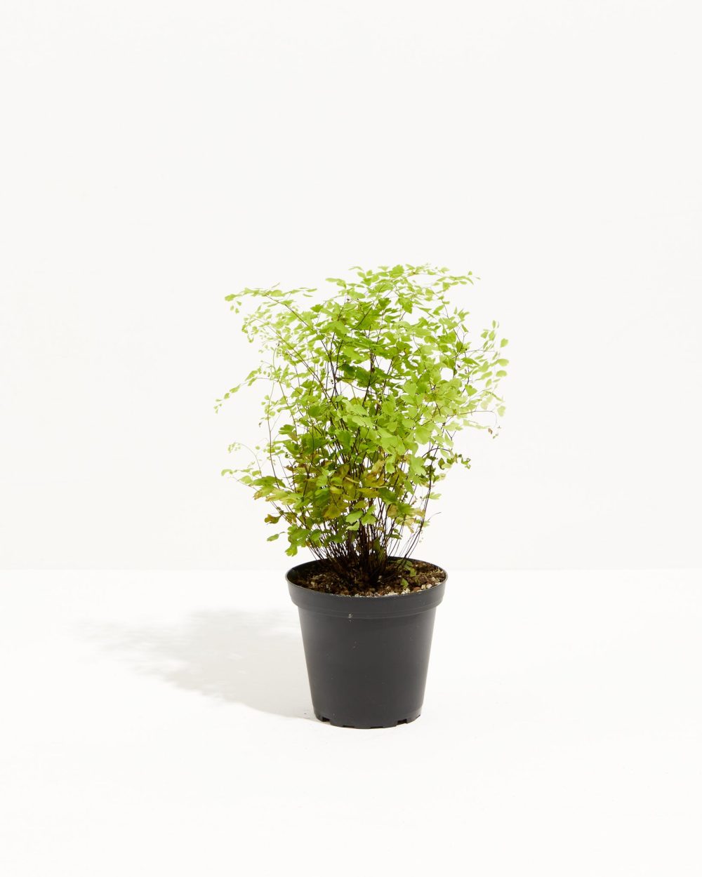 Maidenhair Fern - Image 8