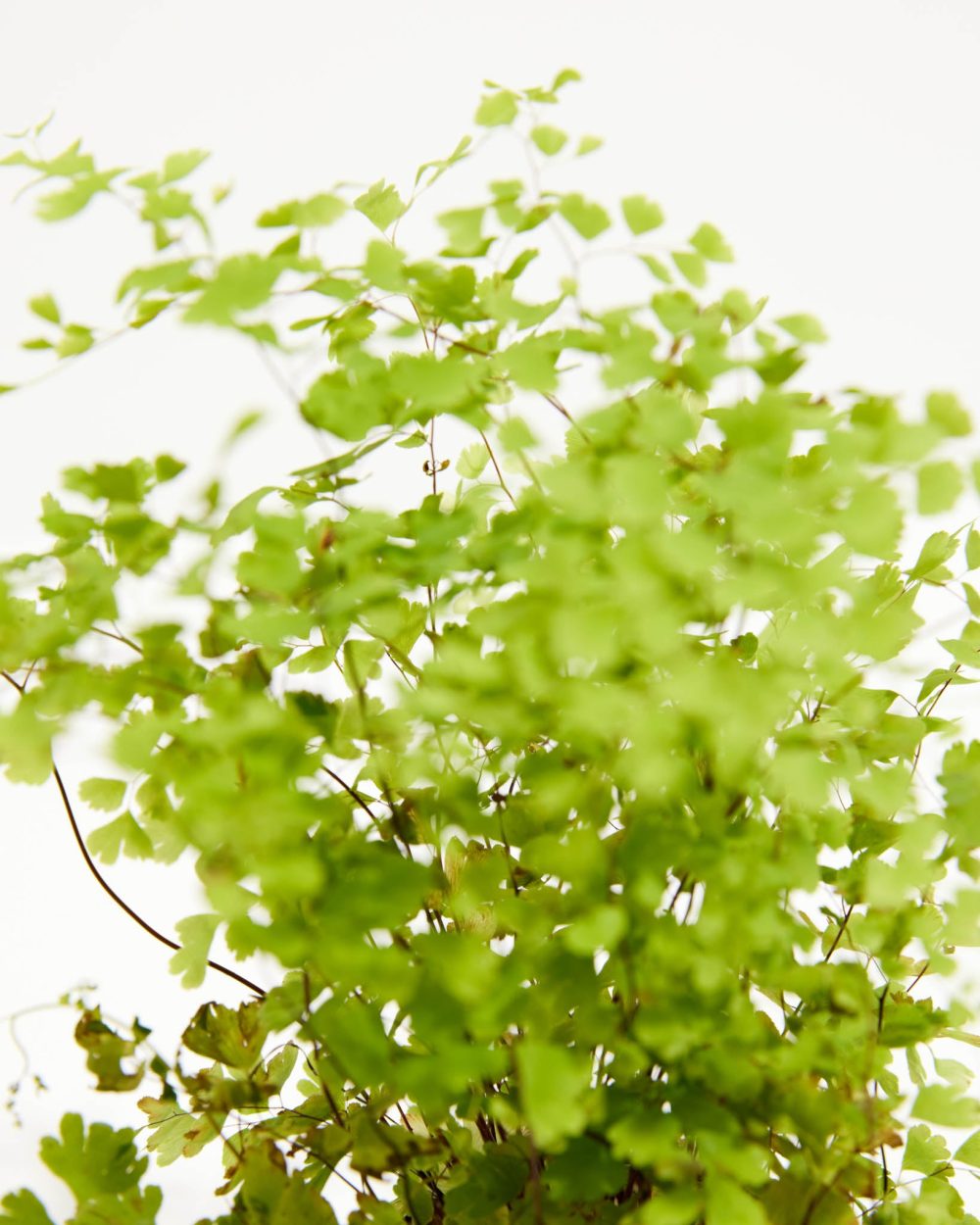 Maidenhair Fern - Image 3