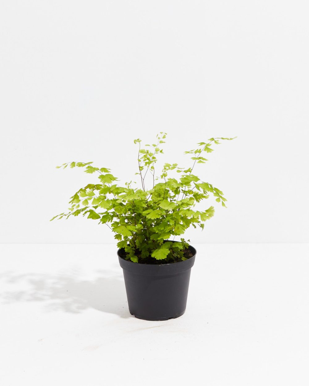 Maidenhair Fern - Image 5