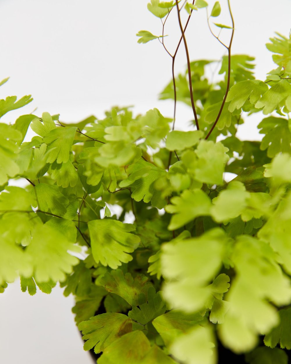 Maidenhair Fern - Image 4