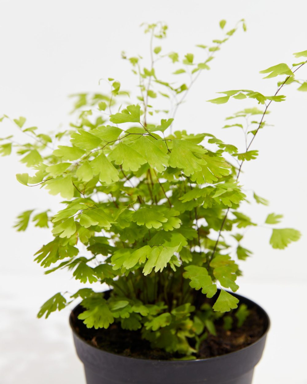 Maidenhair Fern - Image 6