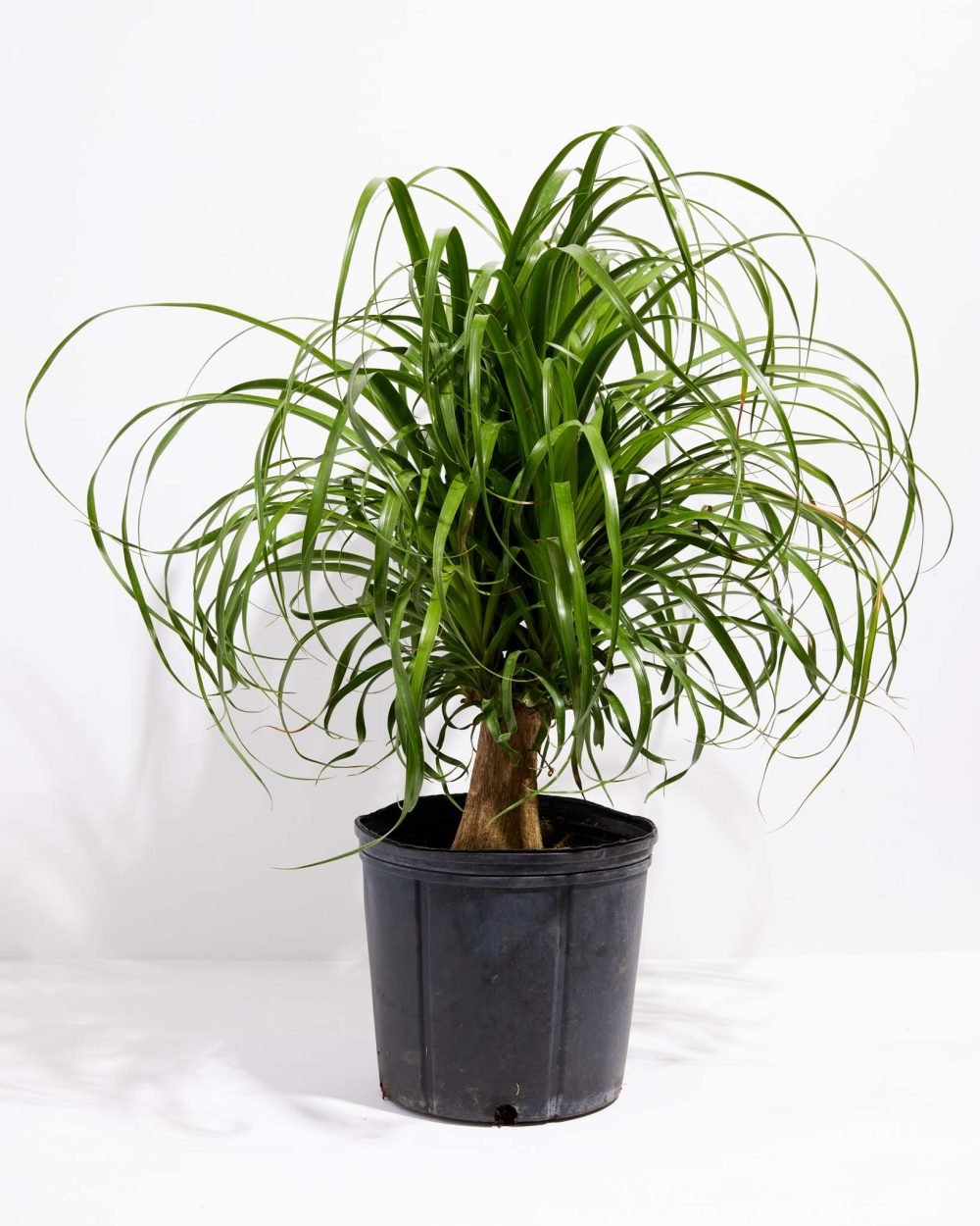 Ponytail Palm Tree - Image 9