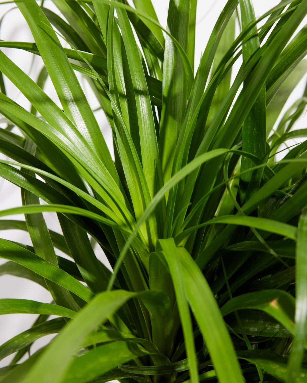 Ponytail Palm Tree - Image 10
