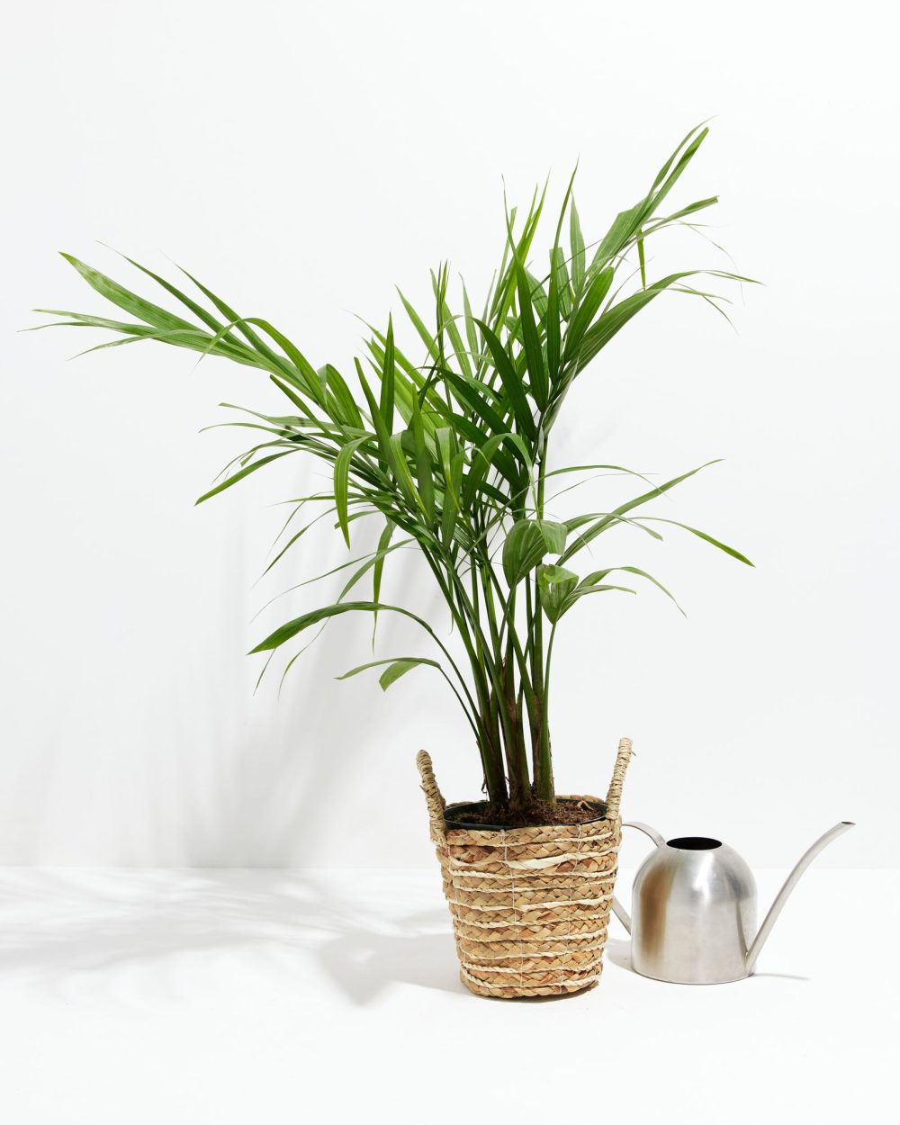 Areca Palm Indoor Tree - Image 14