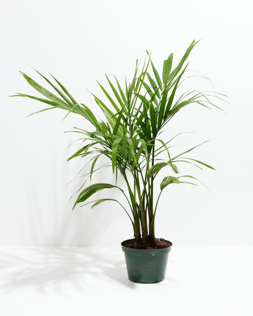 Areca Palm Indoor Tree - Image 13