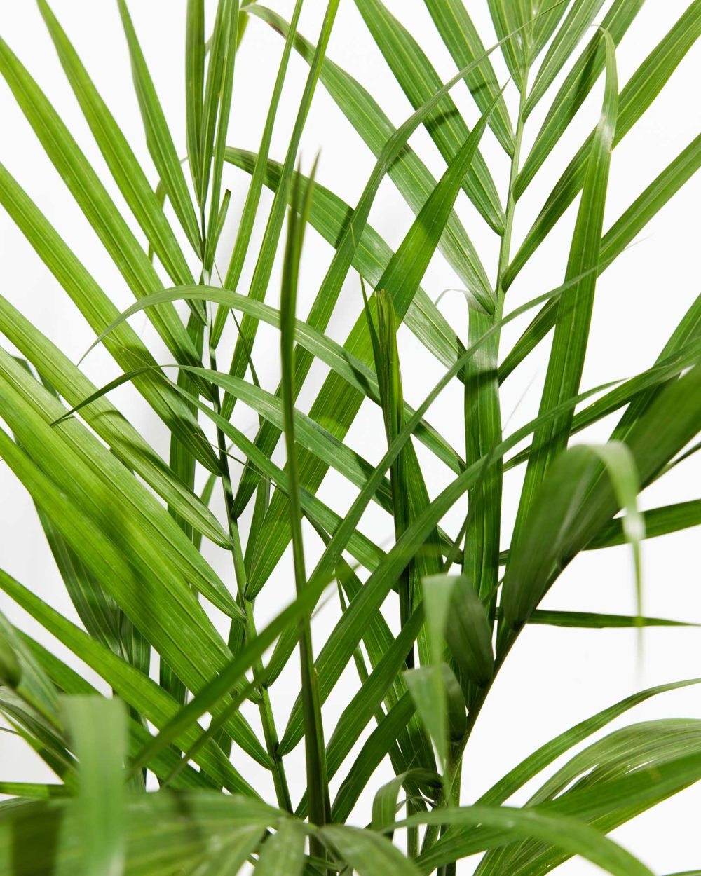 Areca Palm Indoor Tree - Image 10