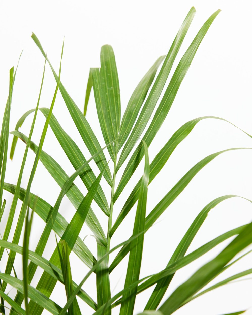 Areca Palm Indoor Tree - Image 11