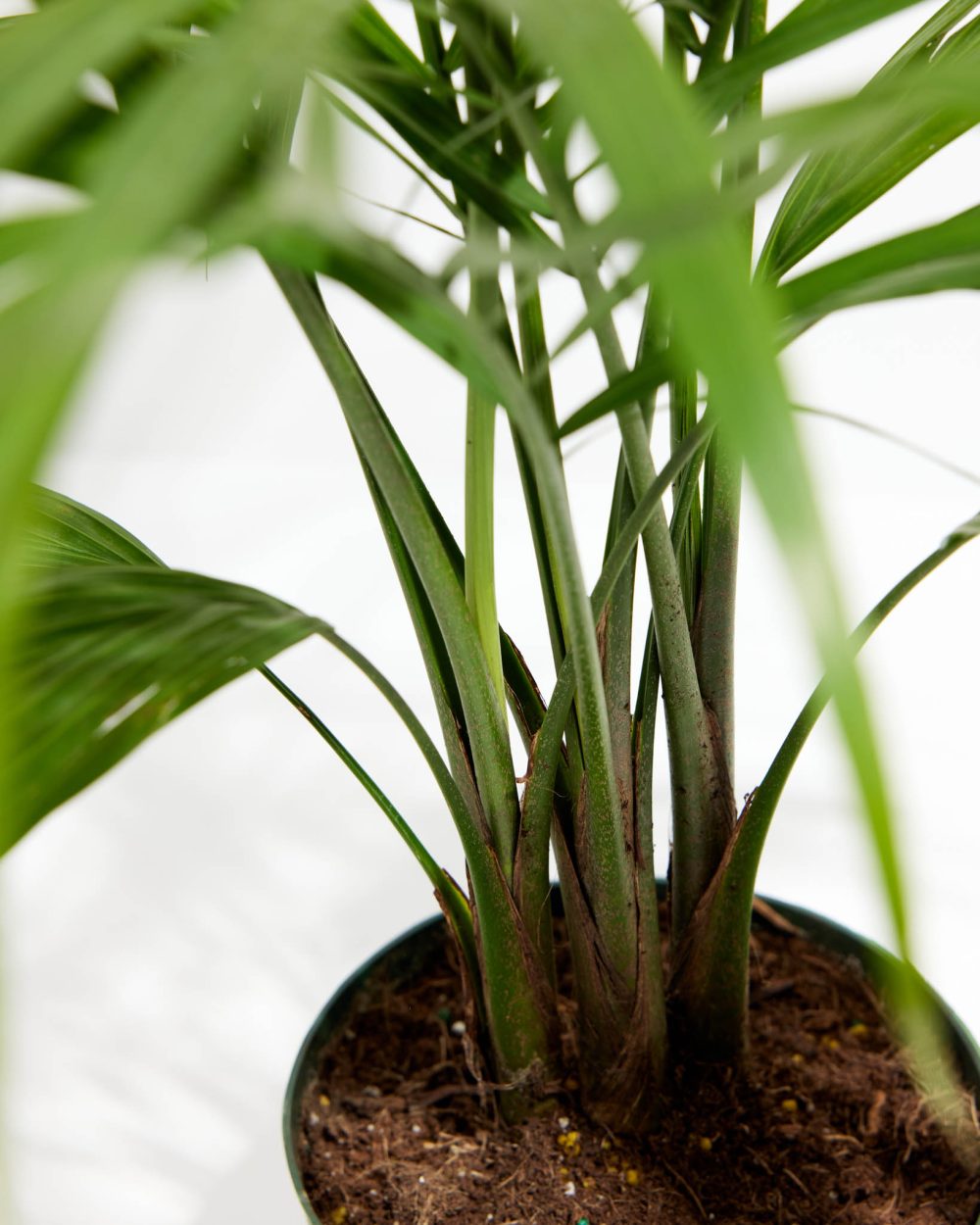Areca Palm Indoor Tree - Image 12