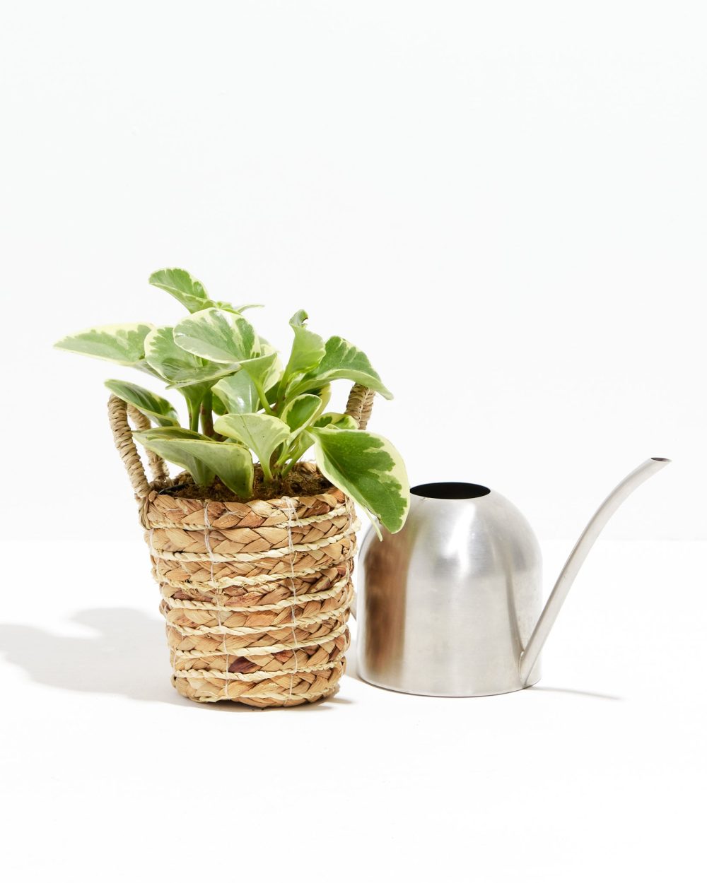 Baby Rubber Plant (Variegated Peperomia) - Image 6