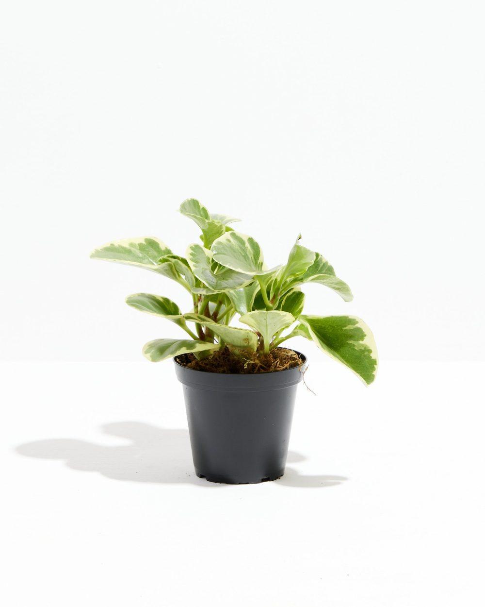 Baby Rubber Plant (Variegated Peperomia) - Image 5