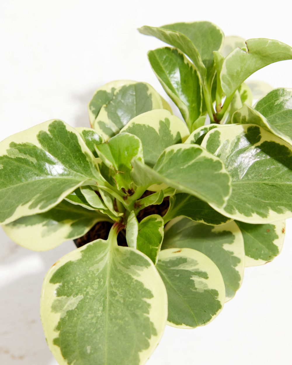 Baby Rubber Plant (Variegated Peperomia) - Image 3