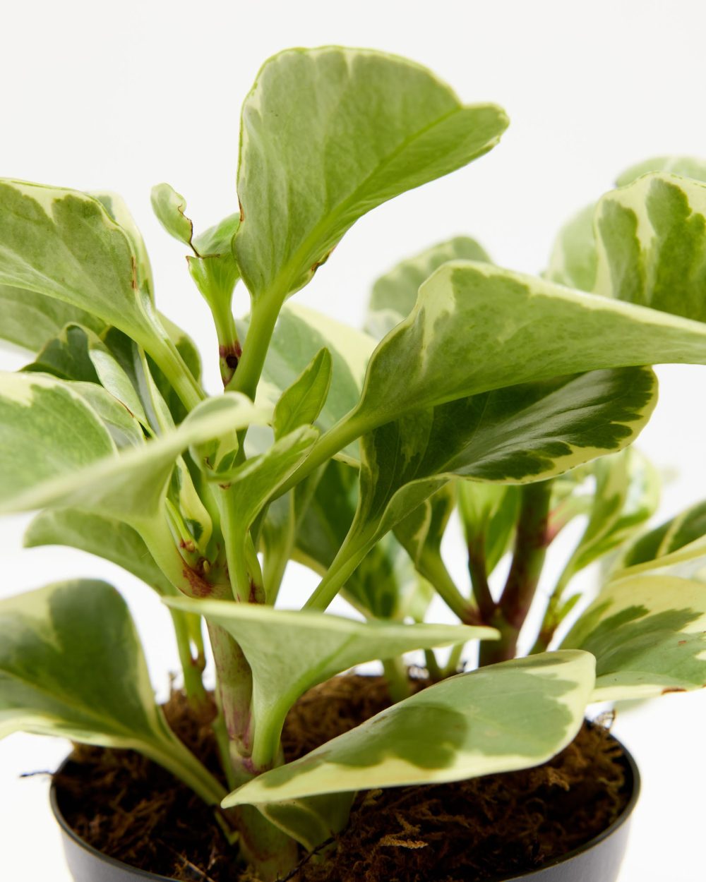 Baby Rubber Plant (Variegated Peperomia) - Image 4