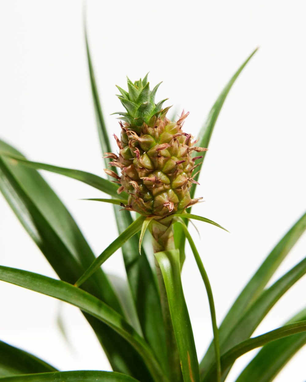 Pineapple Plant - Image 6