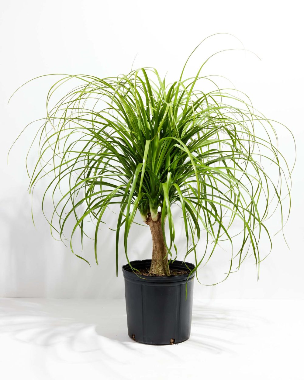 Ponytail Palm Tree - Image 13