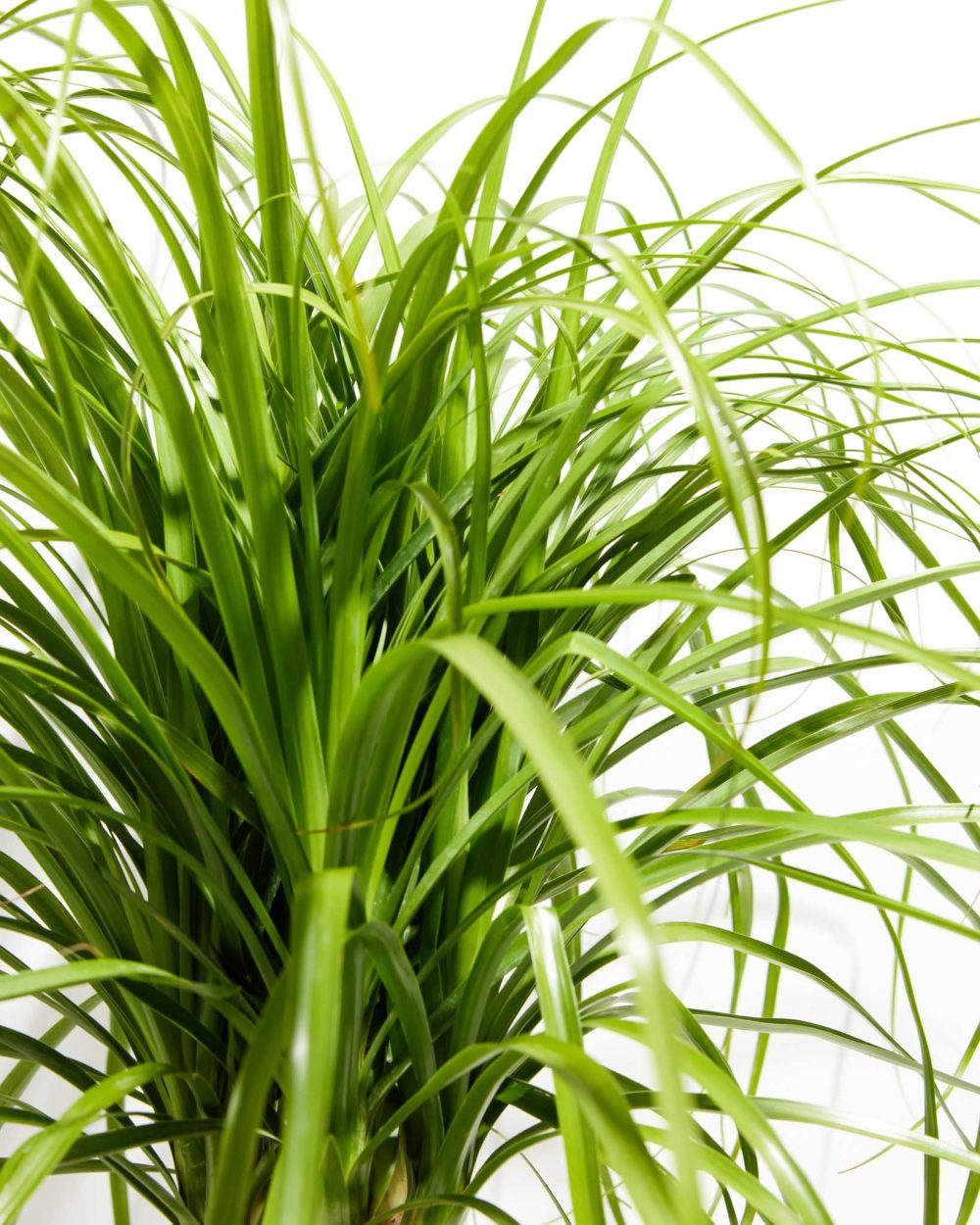 Ponytail Palm Tree - Image 11