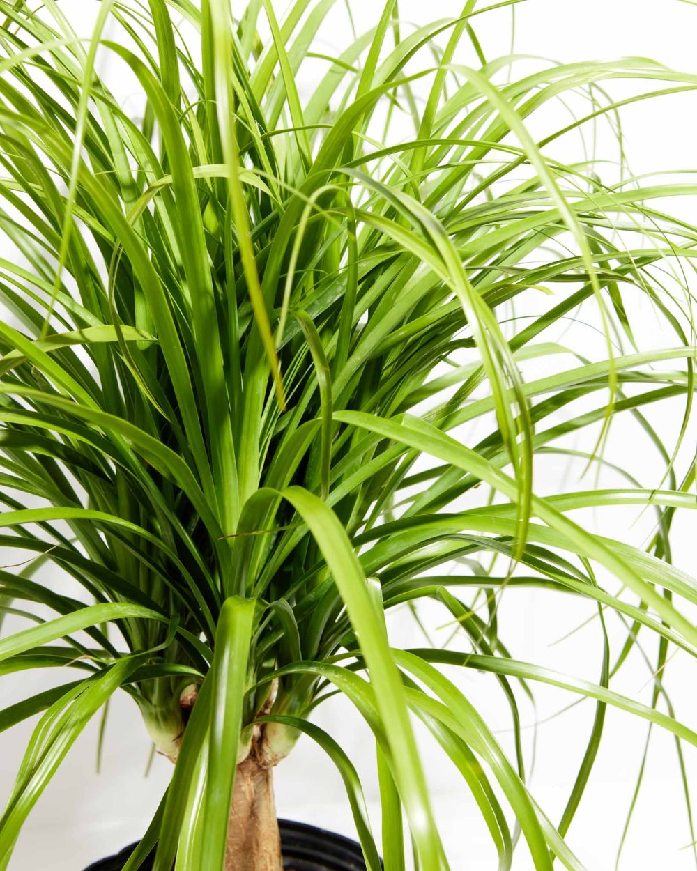 Ponytail Palm Tree - Image 12