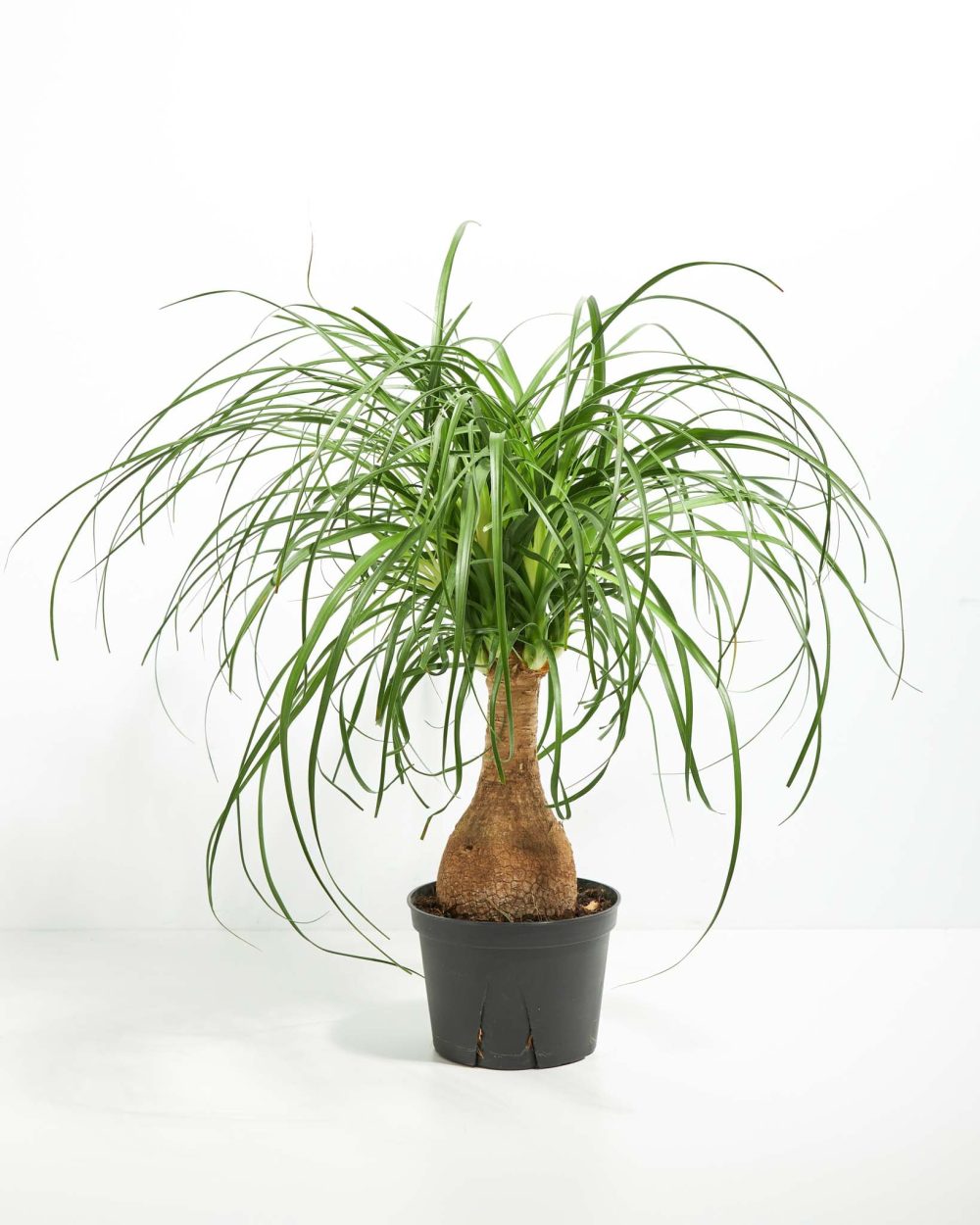 Ponytail Palm Tree - Image 14
