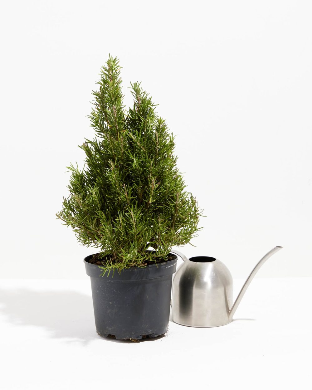 Rosemary Christmas Tree - Image 5