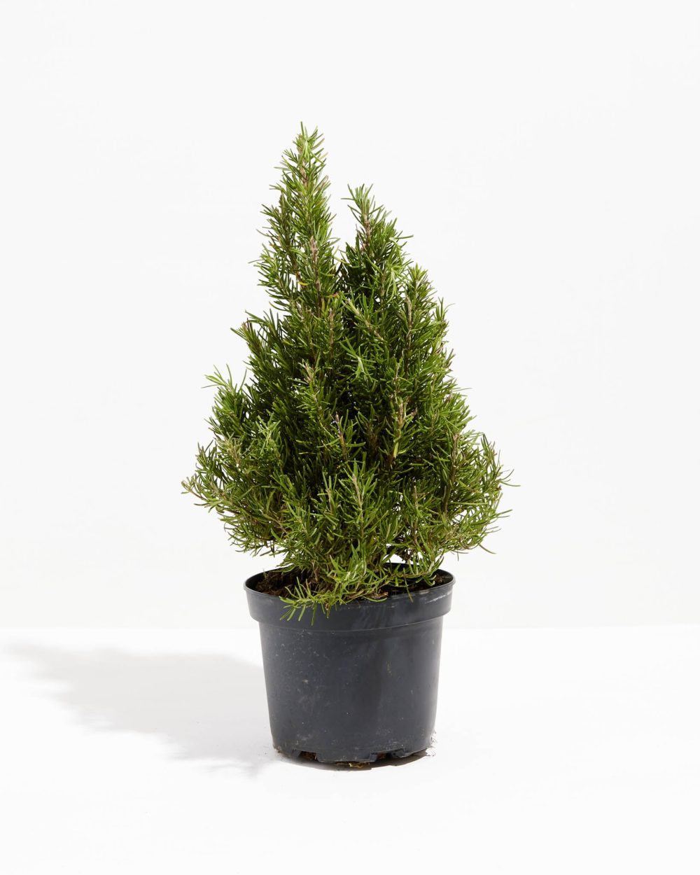 Rosemary Christmas Tree - Image 4
