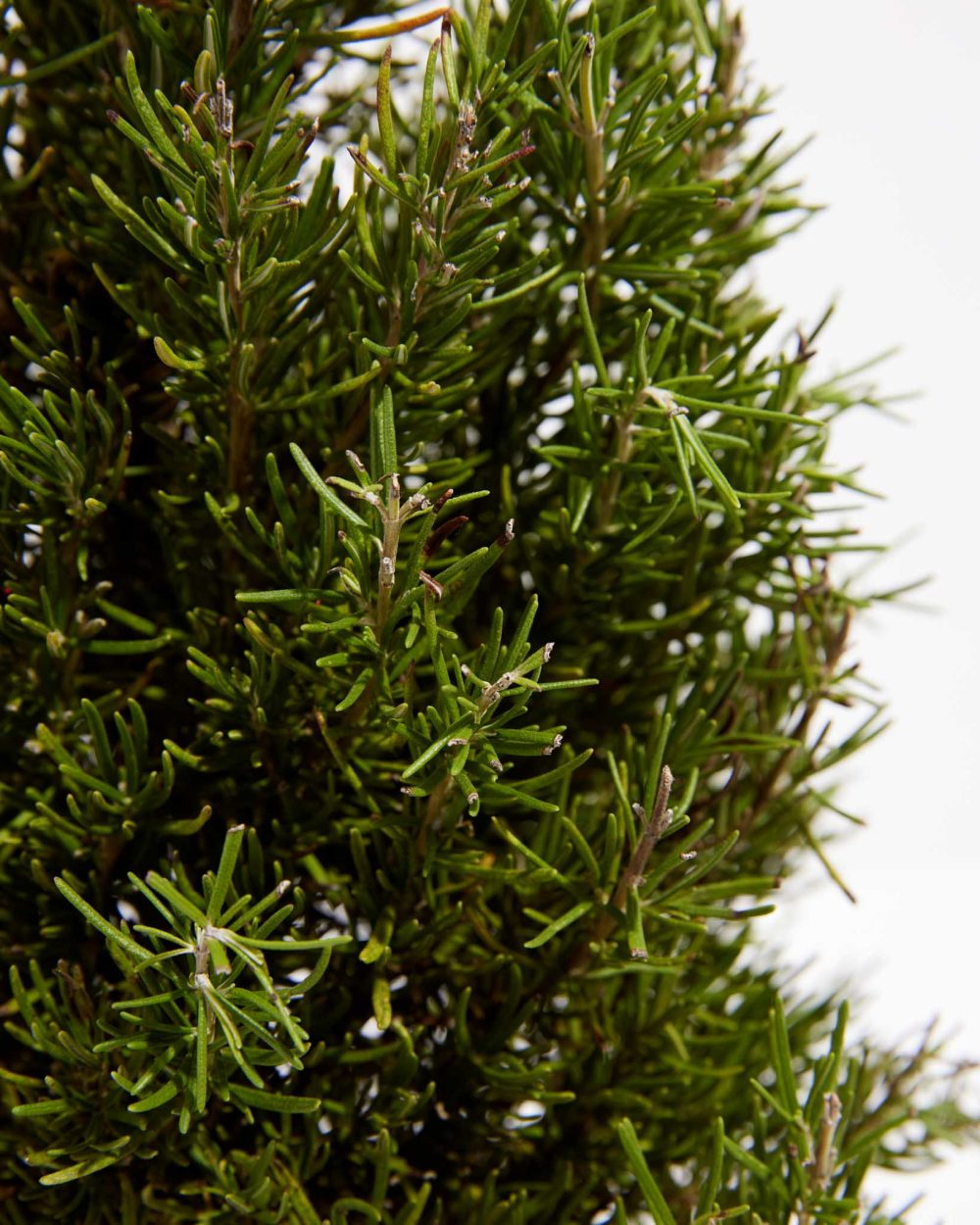 Rosemary Christmas Tree - Image 3