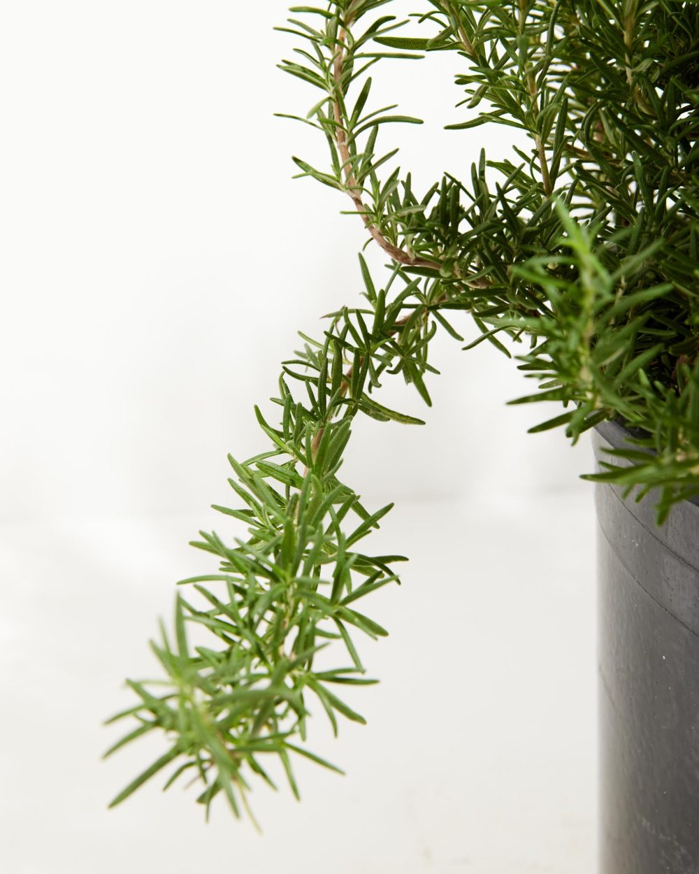 Tuscan Blue Rosemary - Image 13