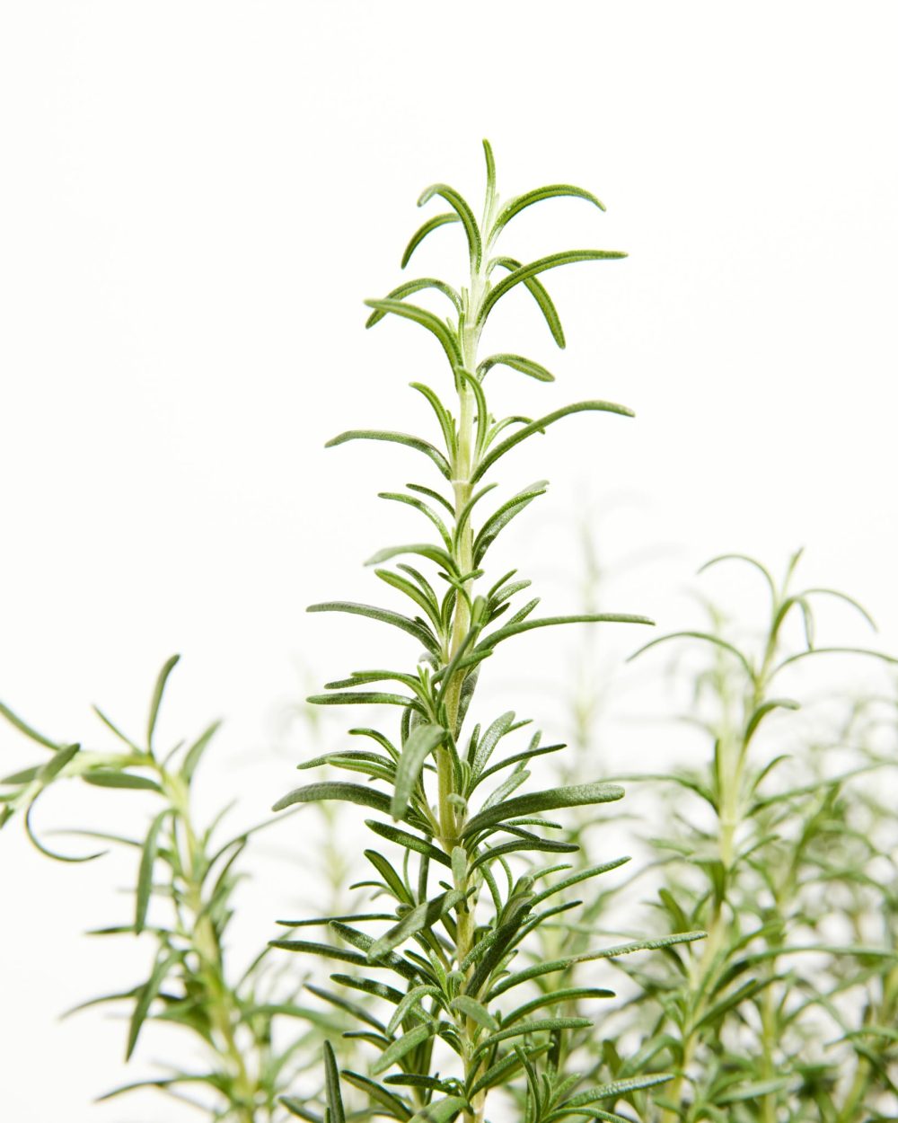 Tuscan Blue Rosemary - Image 7