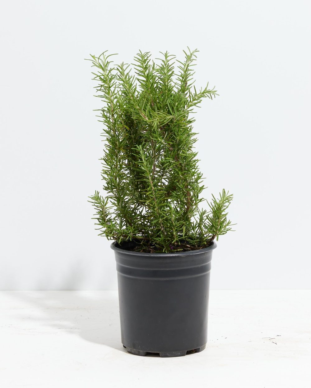 Tuscan Blue Rosemary - Image 14