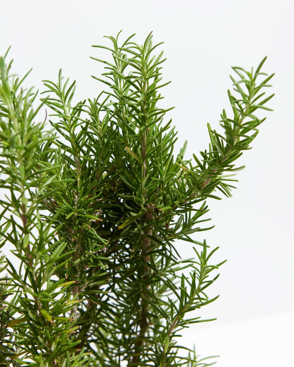 Tuscan Blue Rosemary - Image 4
