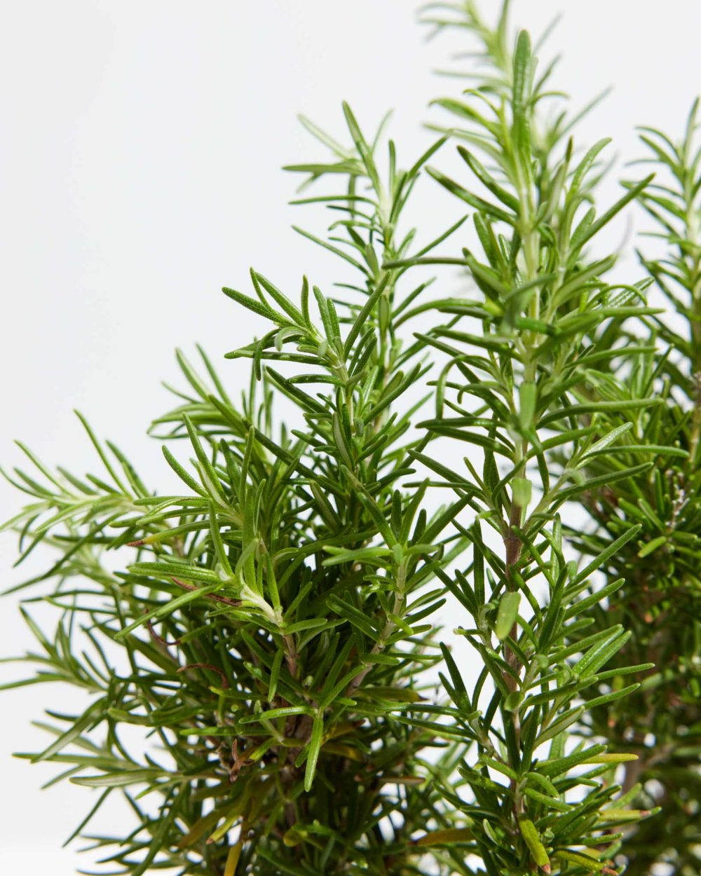 Tuscan Blue Rosemary - Image 3