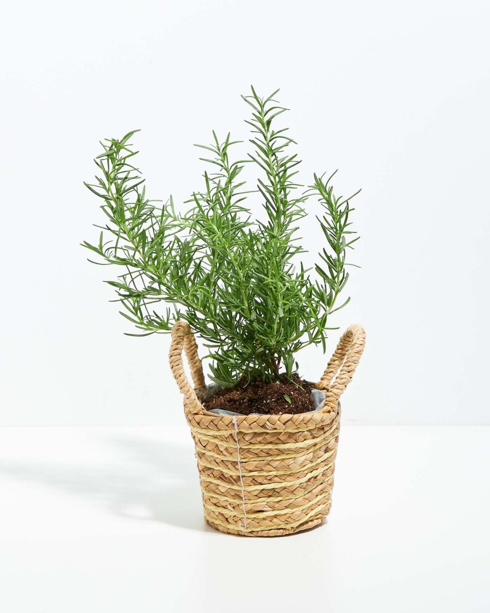Tuscan Blue Rosemary - Image 17