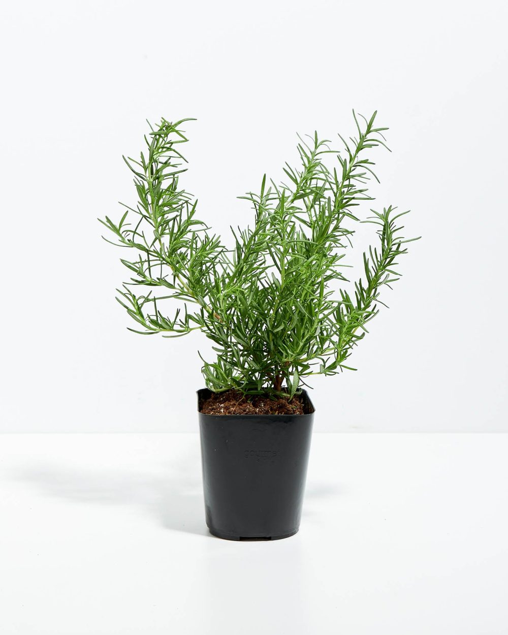 Tuscan Blue Rosemary - Image 16