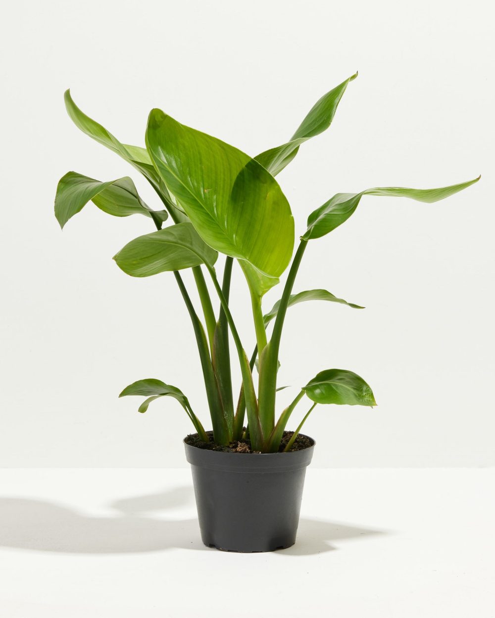 Orange Bird of Paradise - Image 7