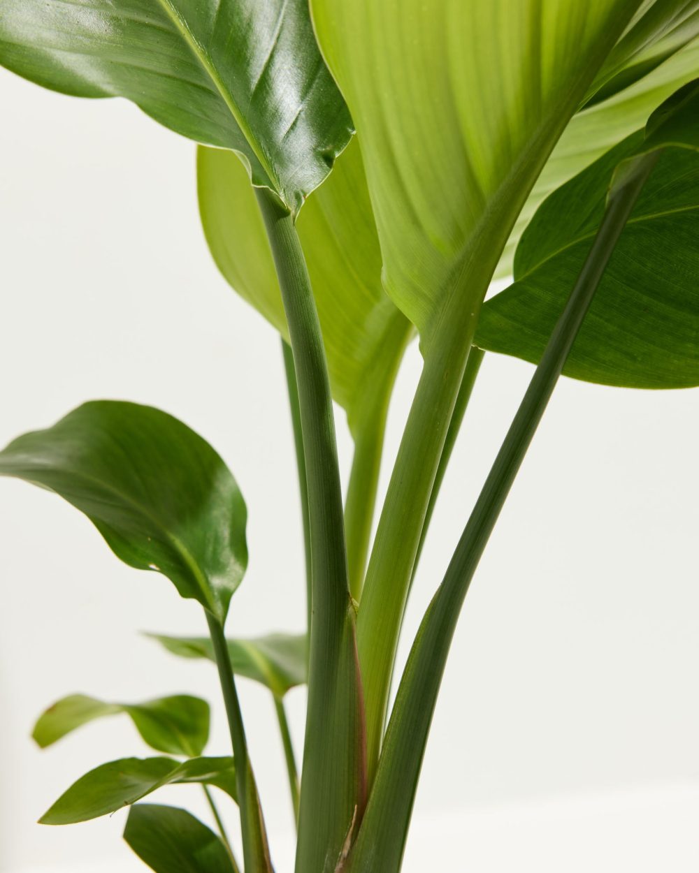 Orange Bird of Paradise - Image 9