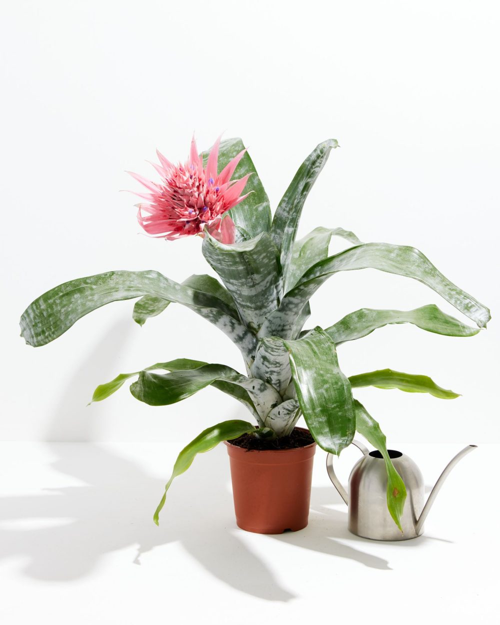 Pink Aechmea Bromeliad (Aechmea Fasciata) - Image 4