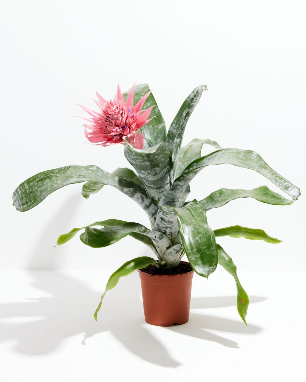 Pink Aechmea Bromeliad (Aechmea Fasciata) - Image 9