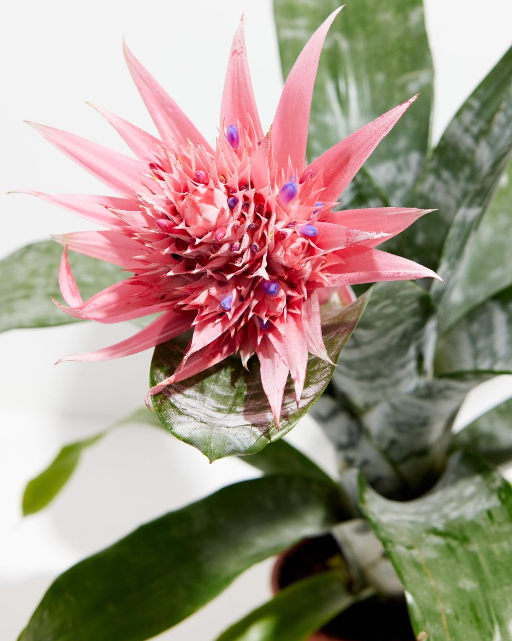 Pink Aechmea Bromeliad (Aechmea Fasciata) - Image 5