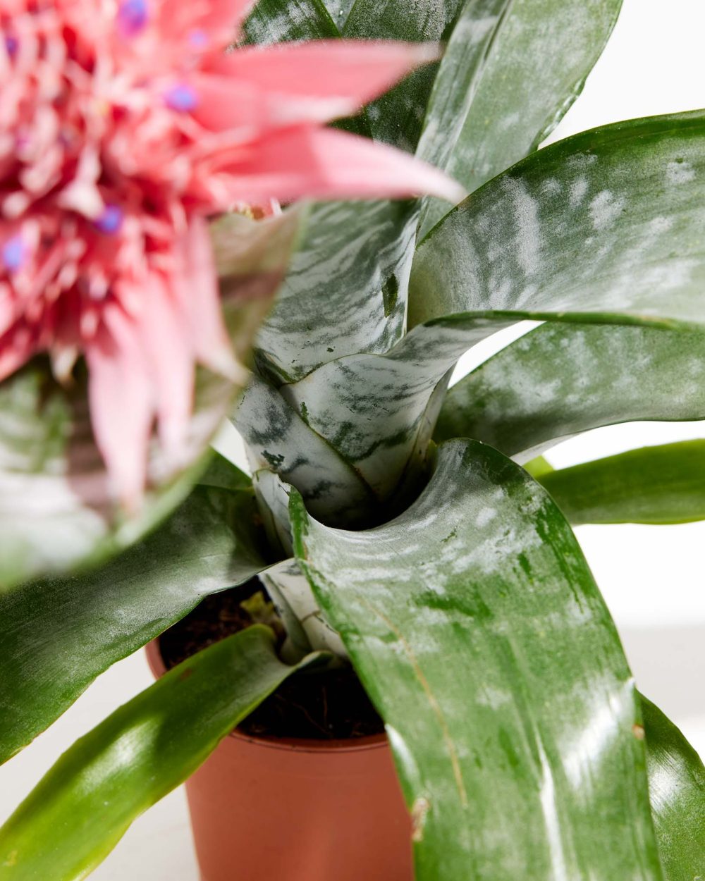 Pink Aechmea Bromeliad (Aechmea Fasciata) - Image 6
