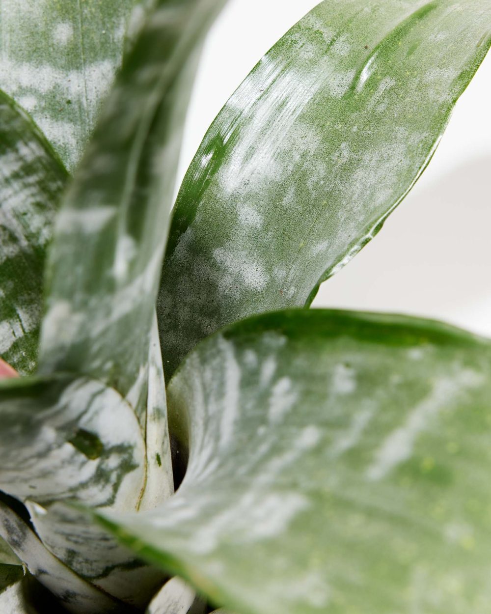 Pink Aechmea Bromeliad (Aechmea Fasciata) - Image 7