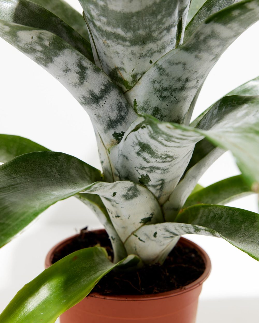 Pink Aechmea Bromeliad (Aechmea Fasciata) - Image 8