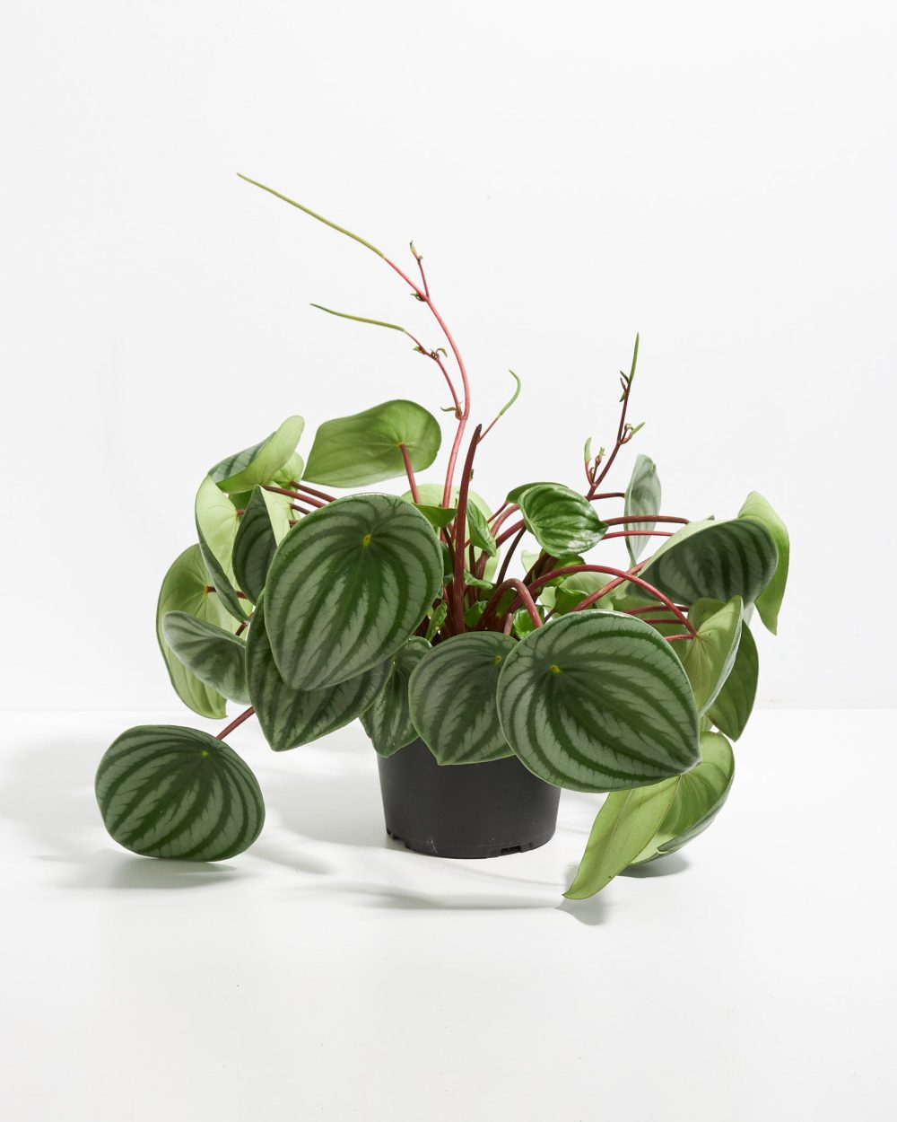 Watermelon Peperomia - Image 8