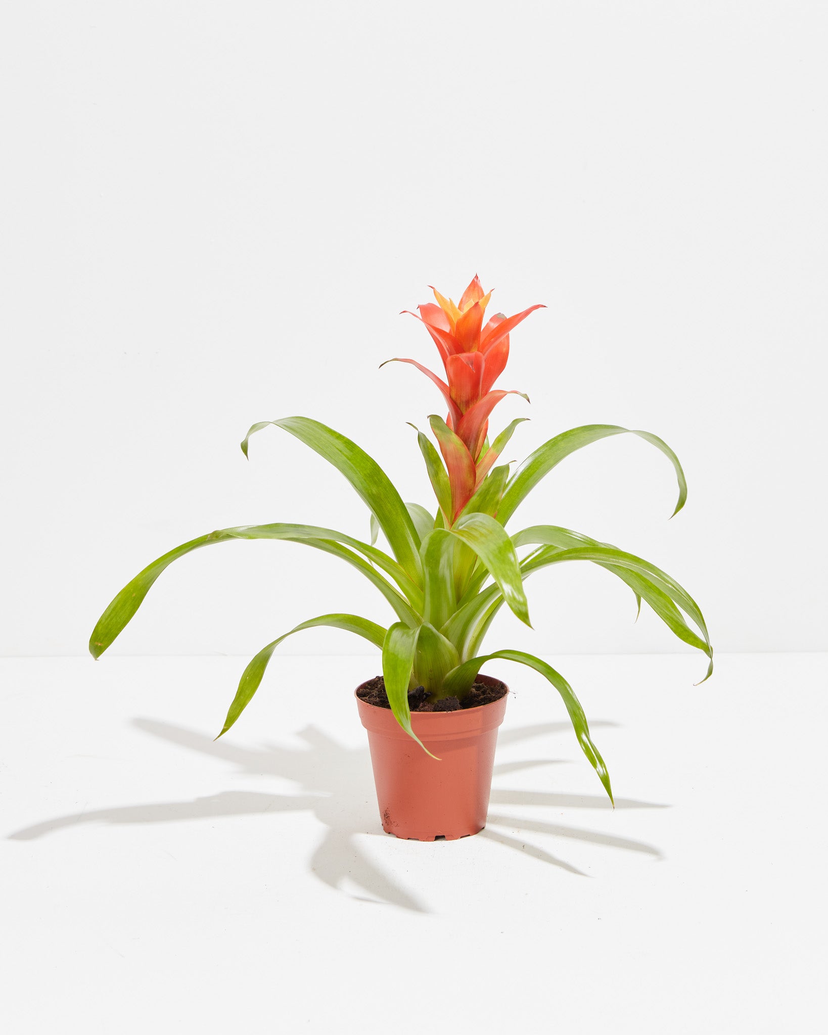 pl_bromeliad_4IN_po_grower