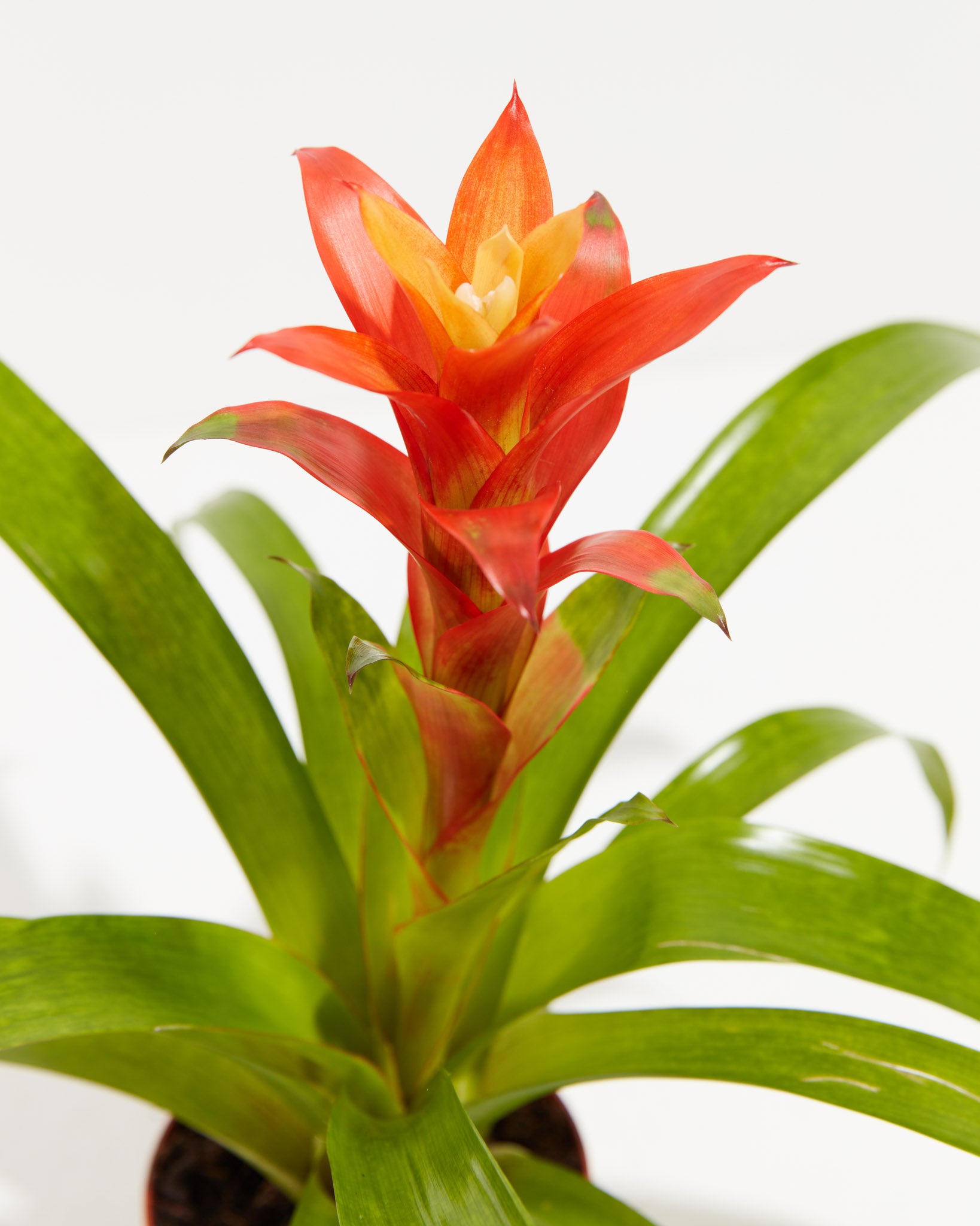 pl_bromeliad_4IN_po_grower_detail-1